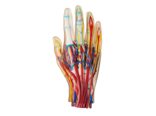 3D printed medical model hand by Stratasys Polyjet technology